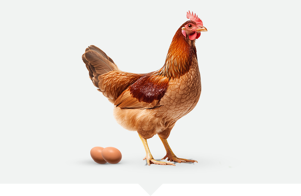 Laying hen with two eggs