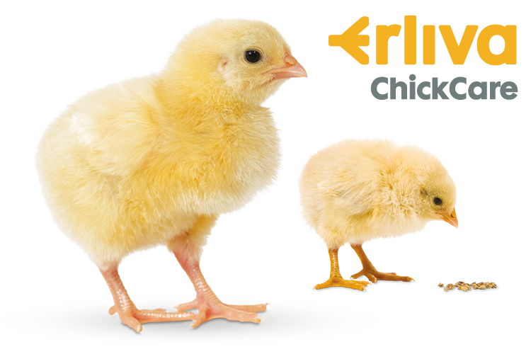 Erliva ChickCare
