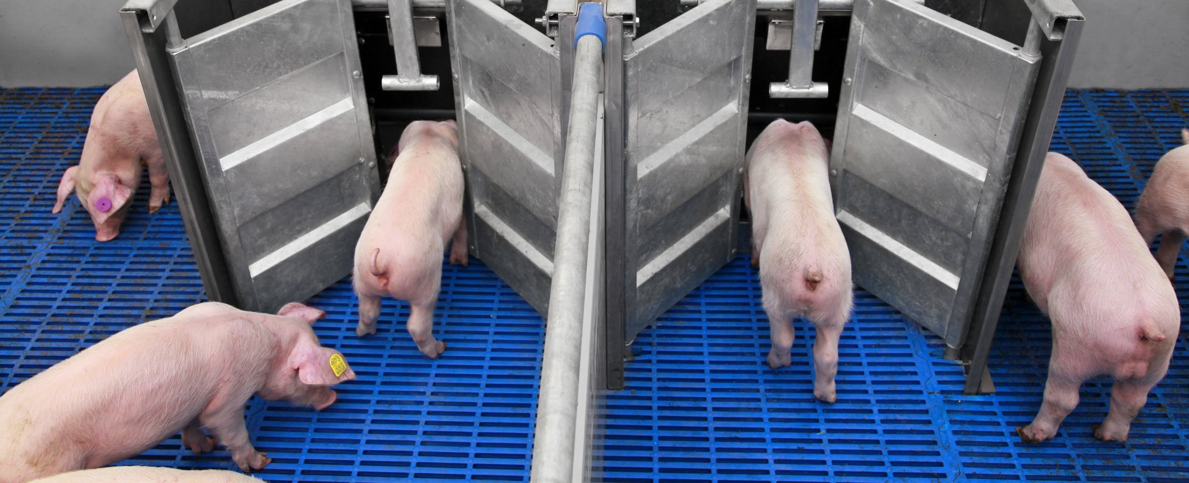 Managing feed intake of piglets