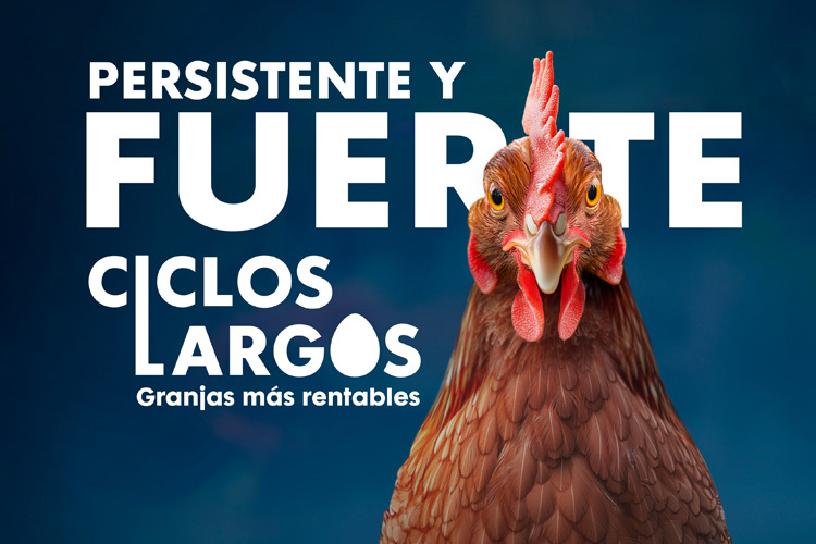 Gallina ponedora olhando para a frente