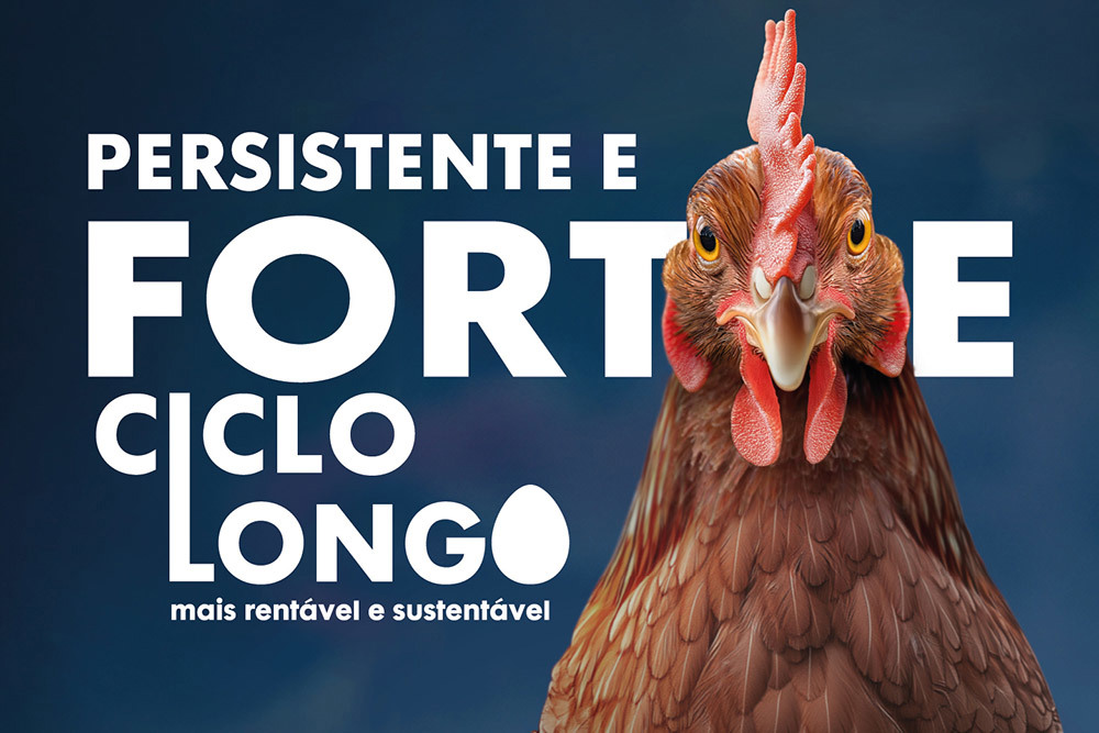 Gallina ponedora olhando para a frente