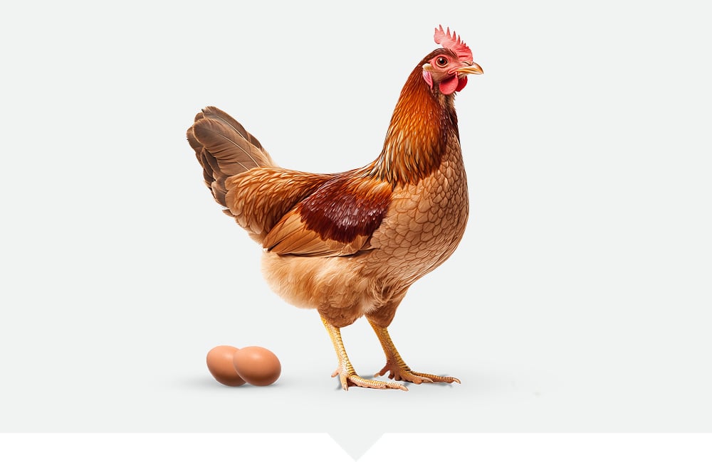 Laying hen with two eggs