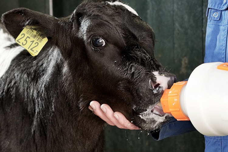 weaning-strategies-summary-weaning - 750x500.jpg