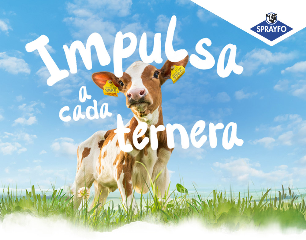 Calf in a field with the title Empower every calf
