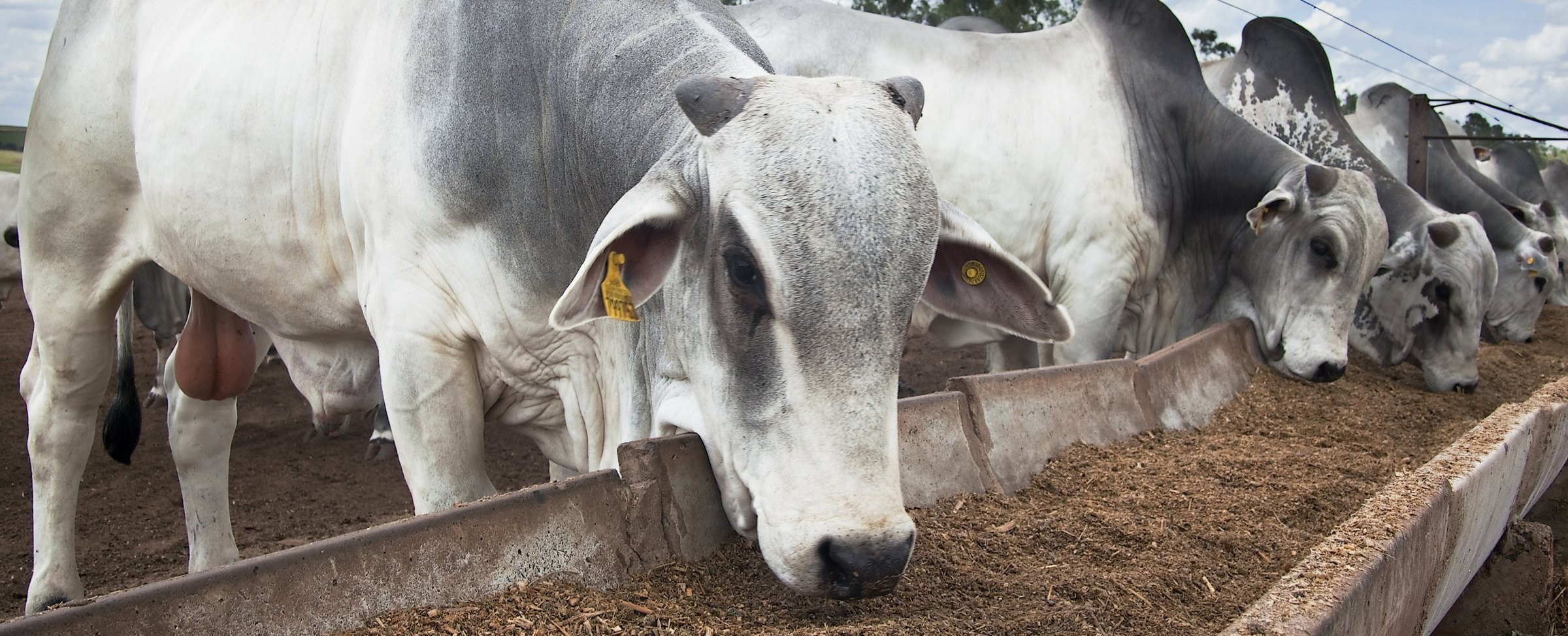 Brahman bulls eating at a feedlot in Brazil