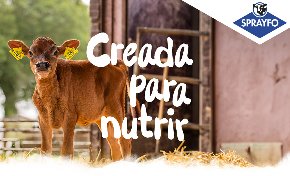Calf in stable with title Built to nurture