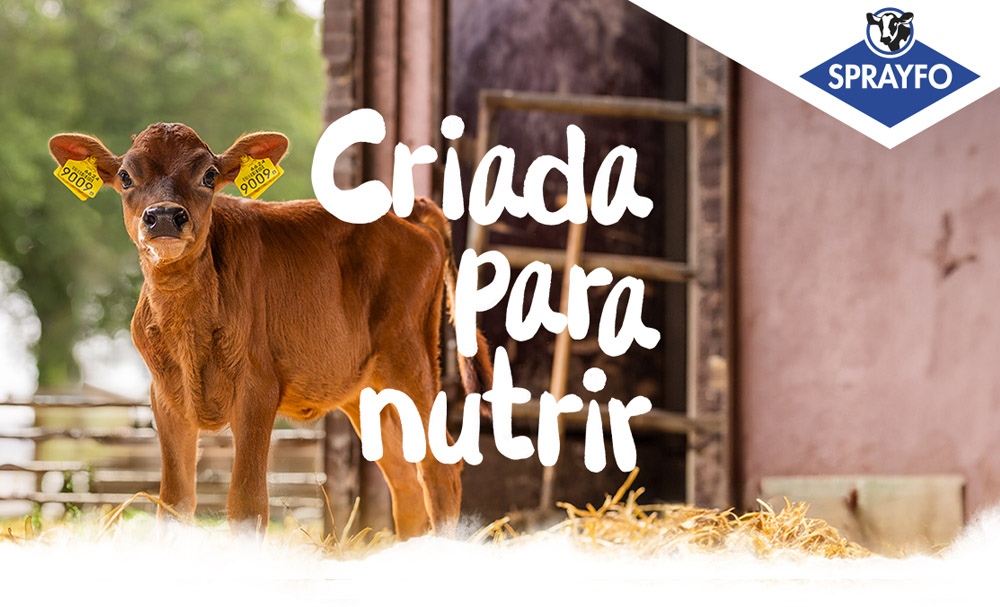 Calf in stable with title Built to nurture