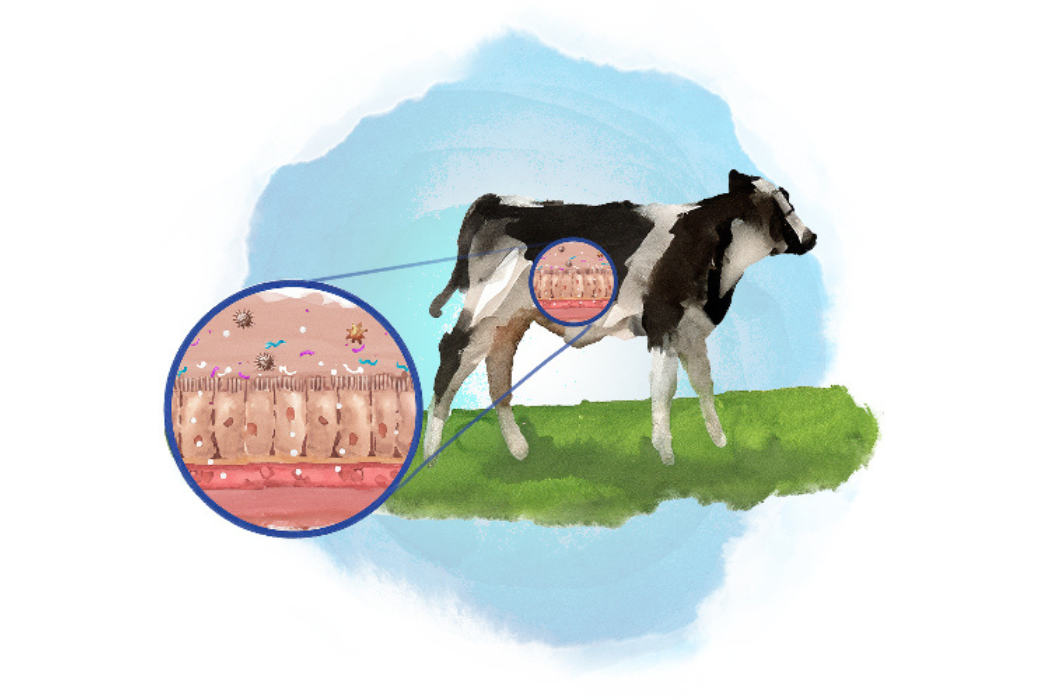 Strong immune support