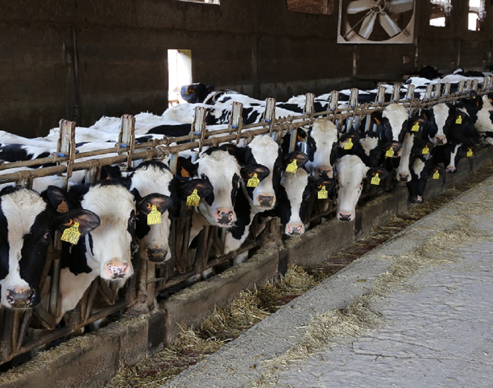 Calf and heifer feed management