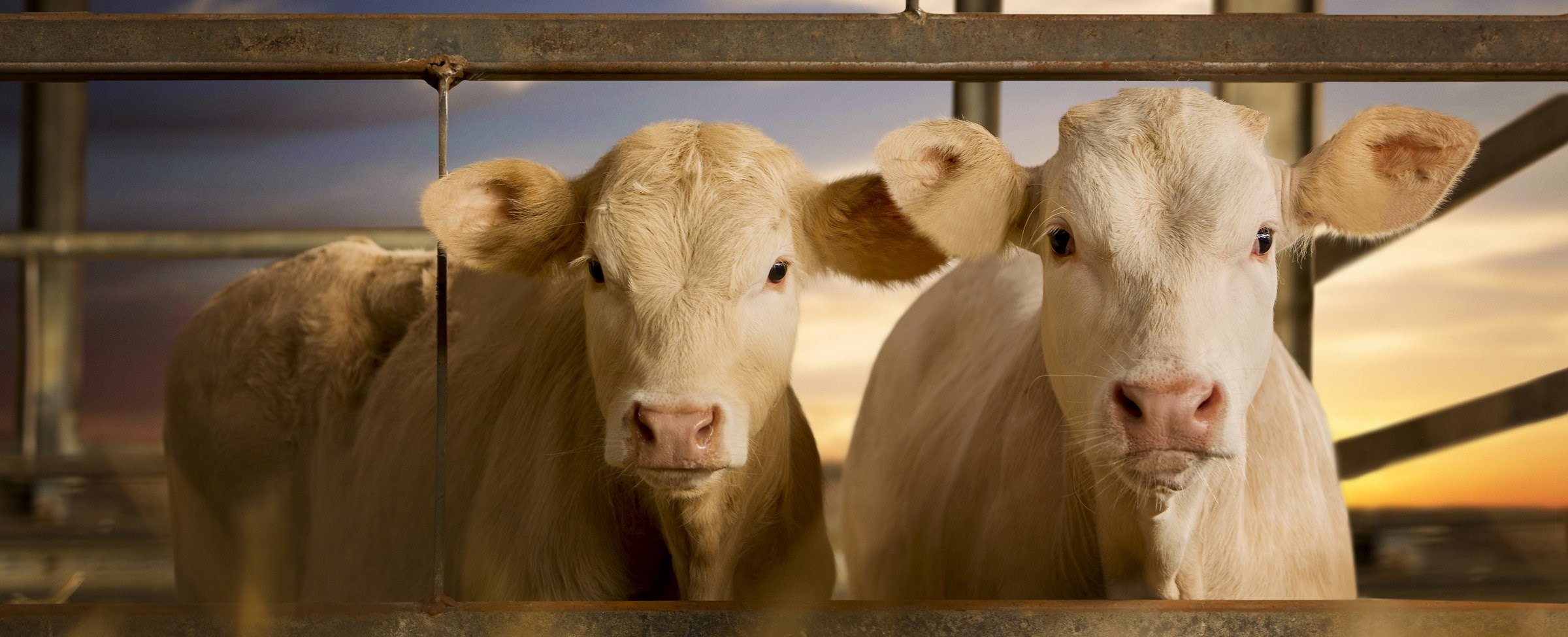 Two Charolais growers in a pen looking at the camera.